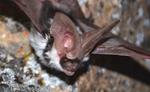 Night sounds: Listening to and understanding bats, our only flying mammal