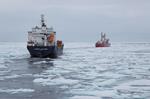 Where Arctic Cod Goes, Marine Mammals Follow