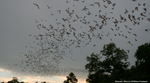 What’s the Best Way to Welcome Bats to the Neighborhood? The Goldilocks Approach.