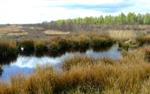 Canada's ‘rich carbon sink’ peatlands need urgent protection, story map shows