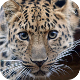 Amur Leopard is back to China