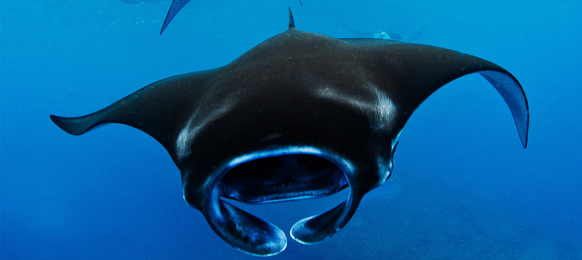 Translating policy into practice for Manta Rays