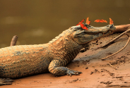 Tacana indigenous people benefit from protecting caiman