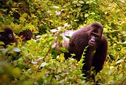 Targeted patrols by park rangers are a lifeline for Grauer’s gorillas