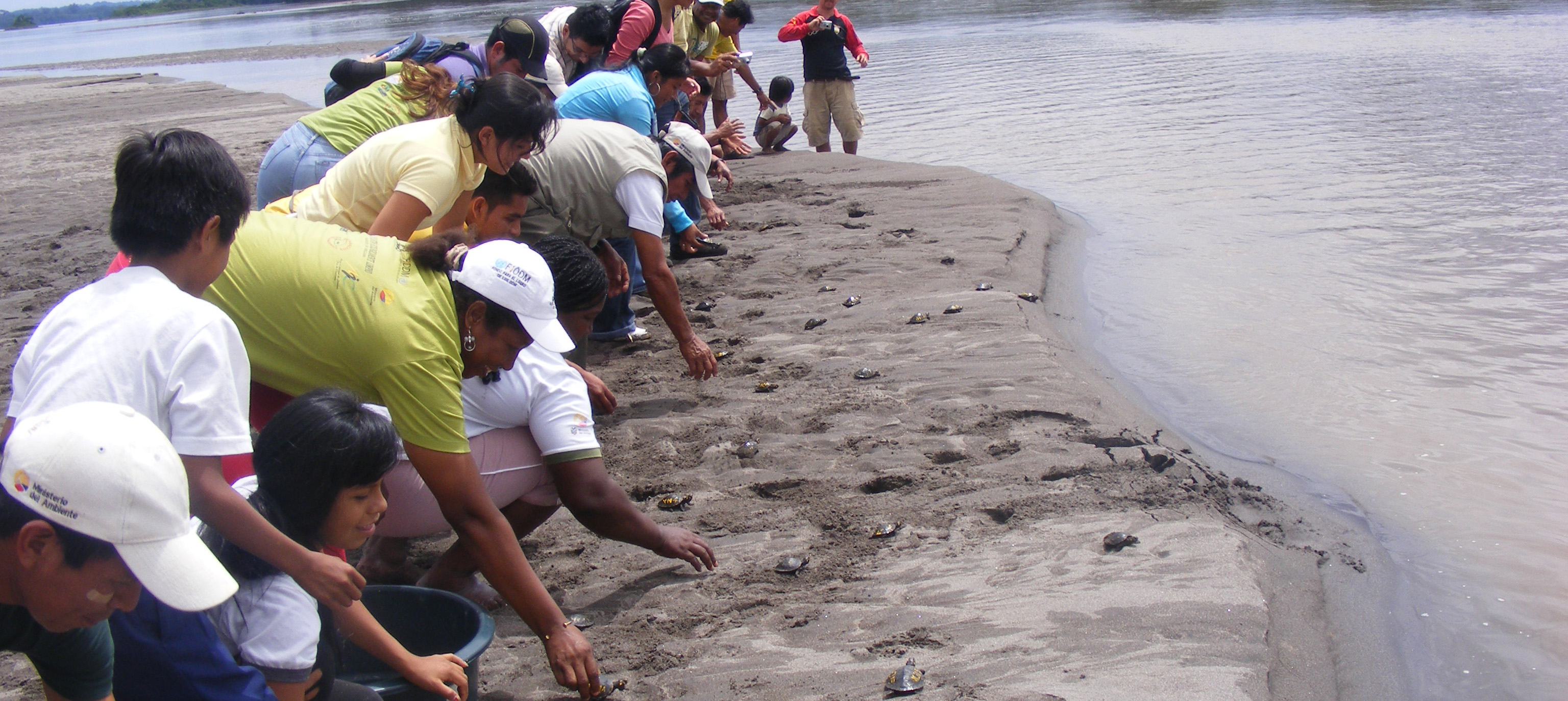 Vulnerable river turtle populations are now recovering in Ecuador