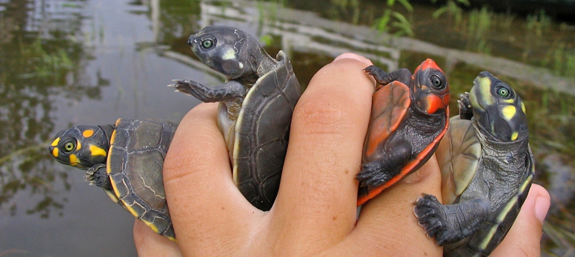 Participatory monitoring and conservation of turtles in the Brazilian Amazon