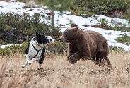 Absent for 80 years, bears once more roam