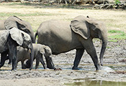 Ranger patrols save forest elephants