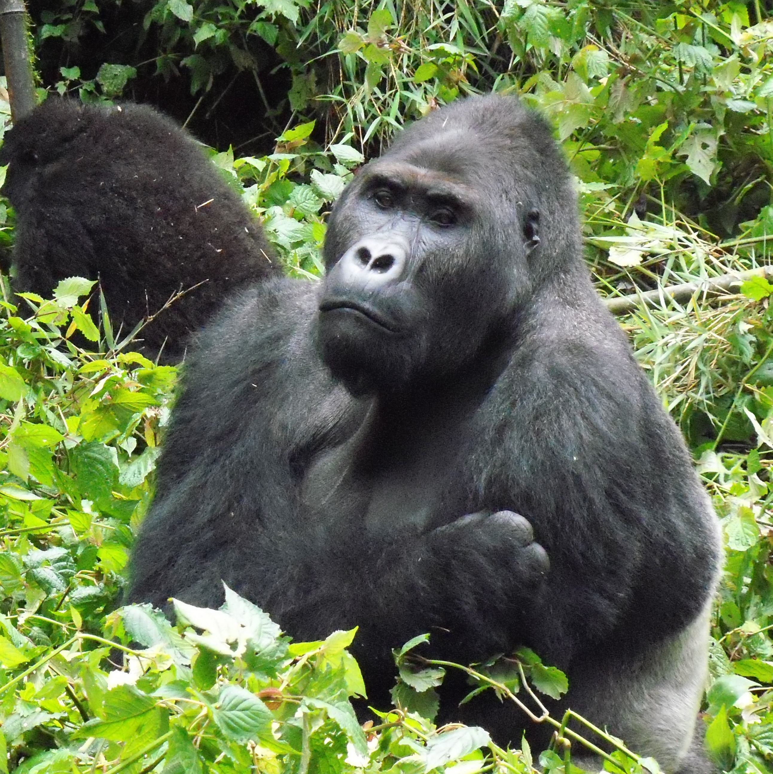 Eastern lowland gorilla (Grauer's gorilla) .