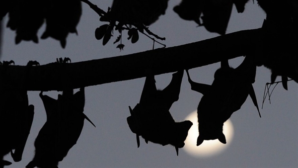 Bat tests positive for rabies in Oakville