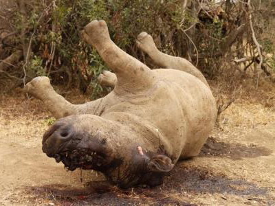 South Africa: Unofficial rhino kill figure 