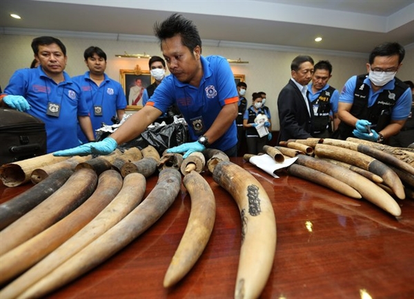 Laos, Destination in Illegal Ivory Trade, So Far Eludes Global Crackdown