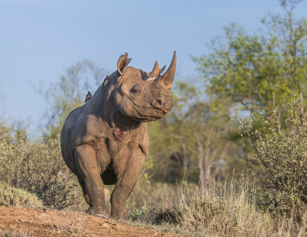 Extinct black rhino subspecies could be resurrected with genome project