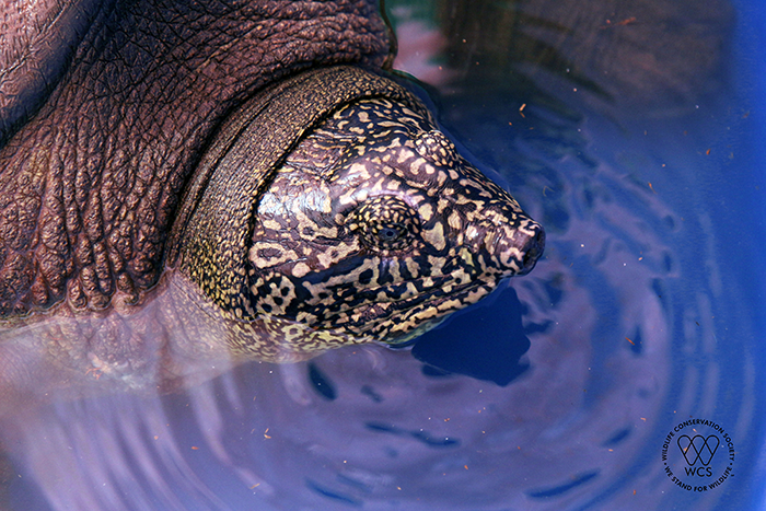 World\'s Most Endangered Turtle Gets Some Good News In 2020 loading=