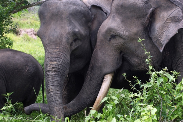 Indonesia: Major ivory trader arrested in Sumatra