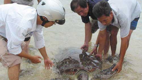 Ninh Thuan: Sea turtles need protection from extinction