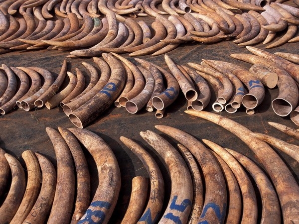 Mozambique destroys over two tonnes of ivory, rhino horns