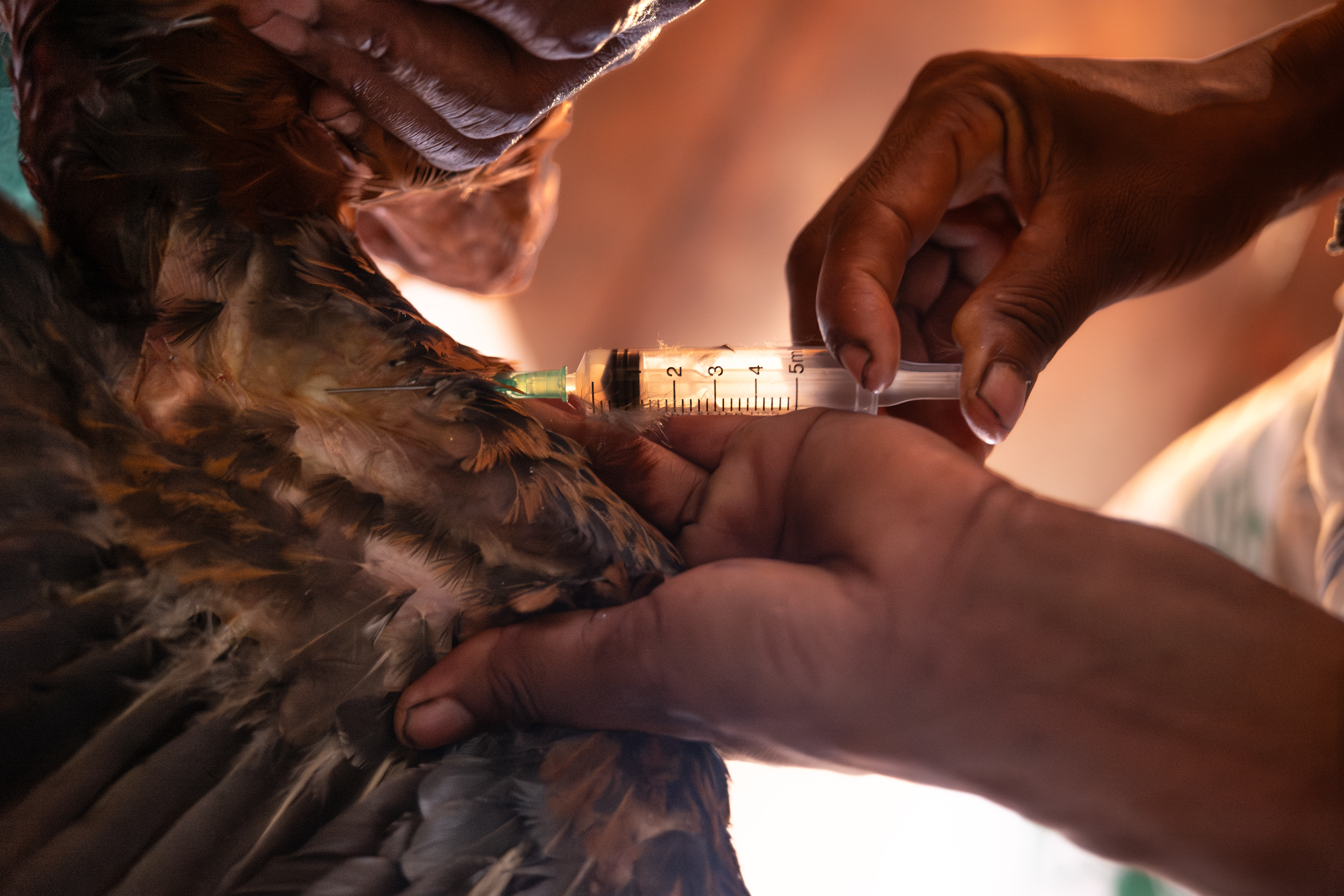 © zanakynylalana-Everland