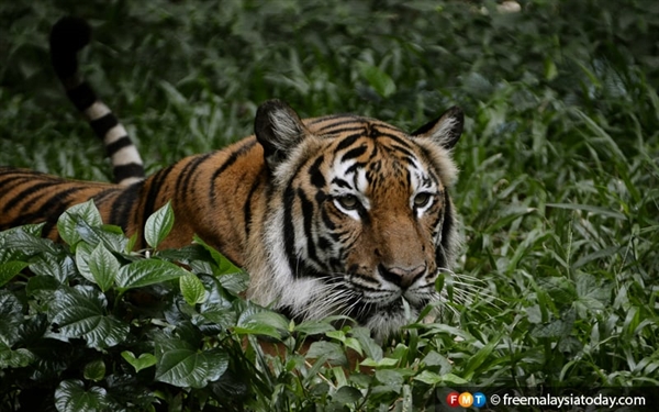Connecting the dots on tigers, deforestation and logging > WCS Malaysia