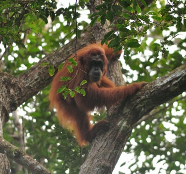 @ WCS Malaysia