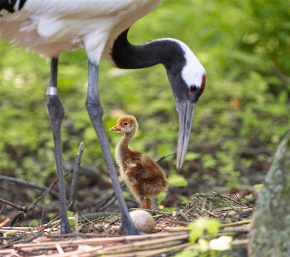 Red-Crowned Crane, One of the Largest and Most Threatened Crane Species ...