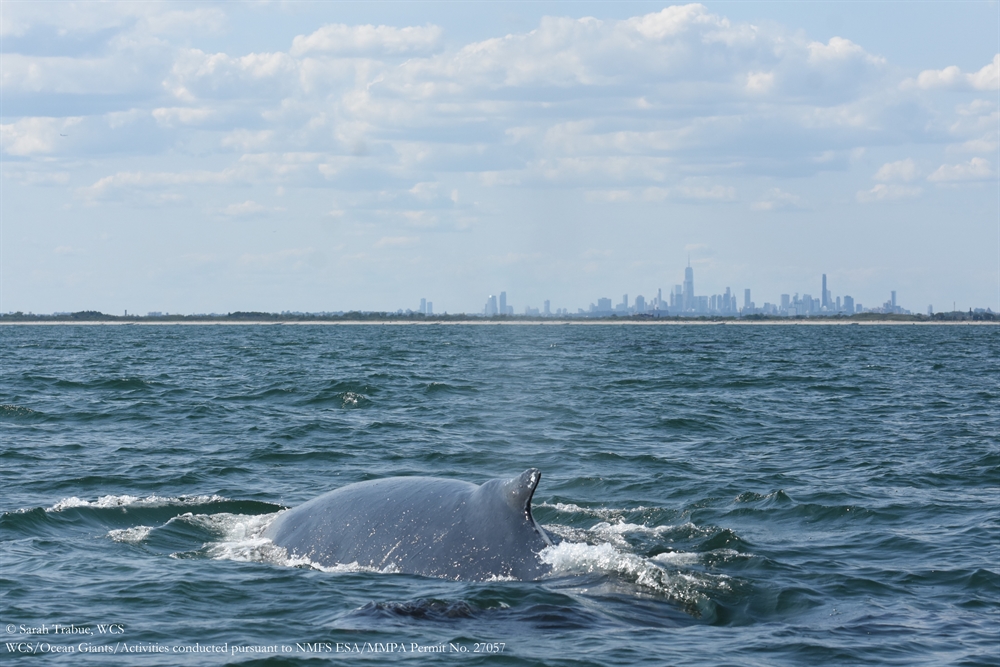 PHOTO RELEASE: A Whale of a Day – Clear skies and calm seas allowed WCS ...