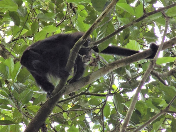WCS’s Queens Zoo Helps Howler Monkeys Thrive in Belize > Newsroom