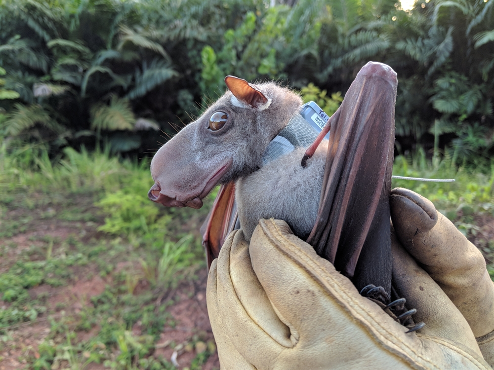 Biggest Ever Bat Genome and Fossil Study Reveal That Bats Originated in Europe