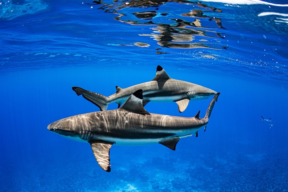Sharks Program New Study Reveals Major Progress and Ongoing Gaps in Global Trade ...