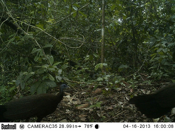 Mengenal Jenis Jenis Burung Near Threatened Interior Hutan