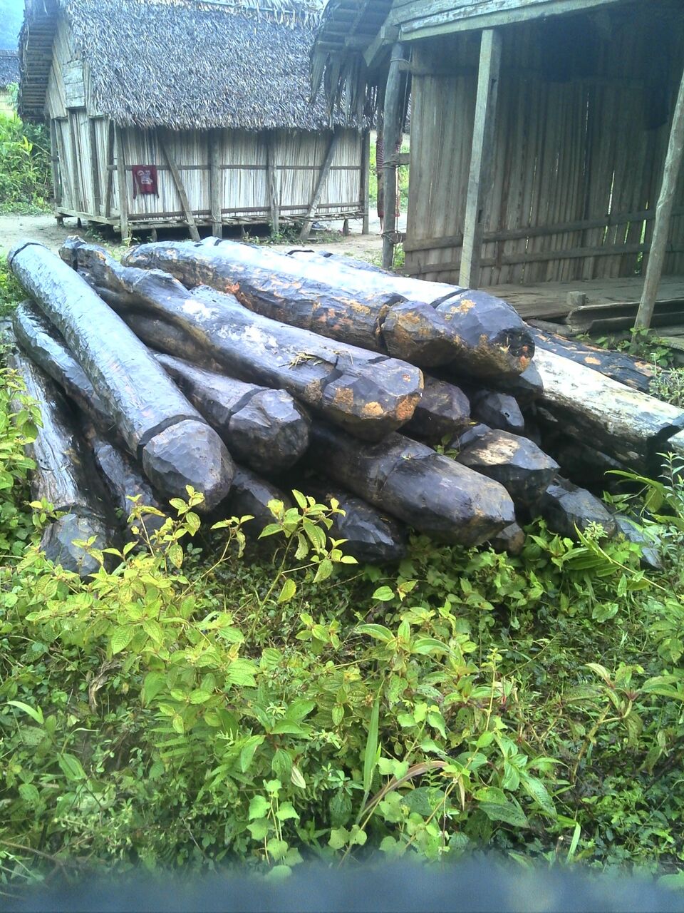 ILLEGAL LOGGING