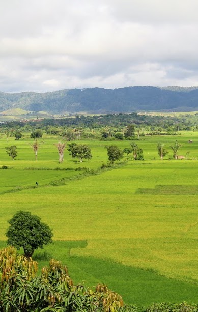 SLASH AND BURN AGRICULTURE