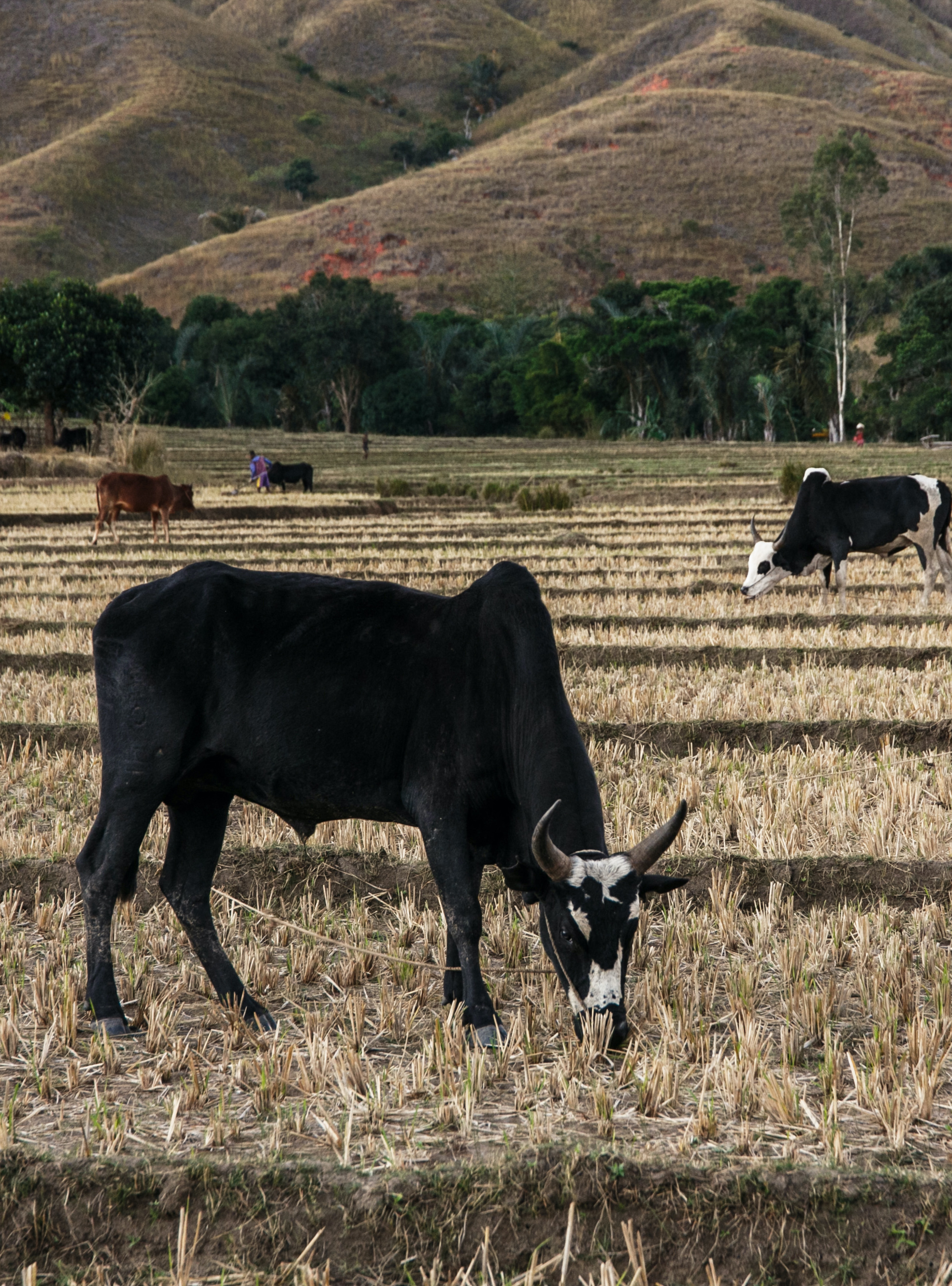 CLEARING FOREST FOR GRAZING