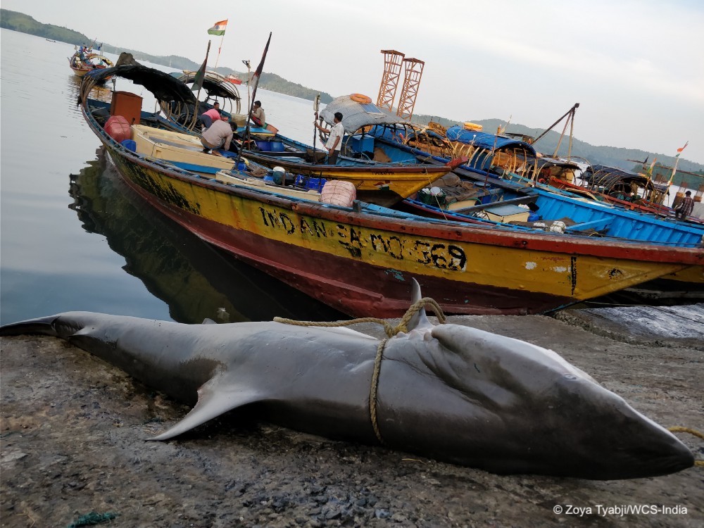 Ground Realities of Shark Fisheries in India > Wildlife