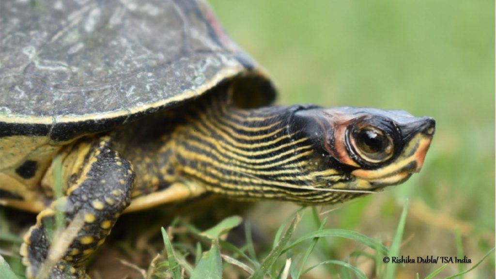 Illegal Trade In Star Tortoise Thrives Wcs India