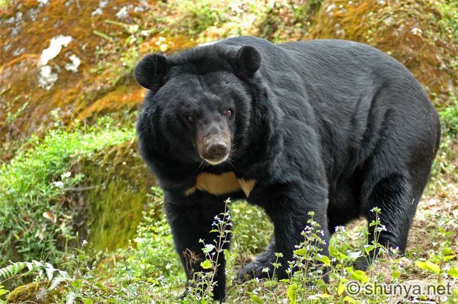 III. The Importance of Conservation Efforts for Asian Black Bears
