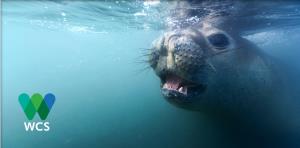 Argentina, Blue Patagonia | Marine biodiversity: Southern elephant seal (Mirounga leonina) | Southern elephant seal (Mirounga leonina)