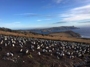Argentina, Blue Patagonia | Landscape: Southern rockhopper penguin (Eudyptes chrysocome) colony at Tierra del Fuego, Argentina | Andrea Raya Rey | Penguin colony at Tierra del Fuego