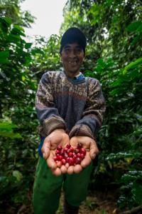 Bolivia, Chuchuca | A producer of coffee at Chuchuca,. They are organized to produce a bird friendly coffee | Omar Torrico | Eco de las Aves.jpg