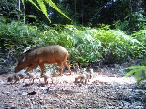 Endau-Rompin Complex, Malaysia | Camera trap photo of sild pigs (Sus scrofa) | WCS-Malaysia/JNPC/DWNP | JERL20CT042-20200901_wild pig