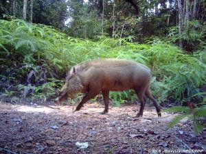 Endau-Rompin Complex, Malaysia | Camera trap photo of bearded pigs (Sus barbatus) | WCS-Malaysia/JNPC/DWNP | JERL20CT042-20201028_bearded pig