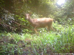 Endau-Rompin Complex, Malaysia | Camera trap photo of sambar deer | WCS-Malaysia/JNPC/DWNP | JERL20CT043-20201112_sambar