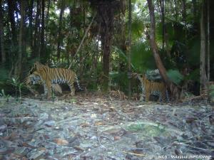 Endau-Rompin Complex, Malaysia | Camera trap photo of a pair of young tigers | WCS-Malaysia | PERL20CT007-20200826_tigers