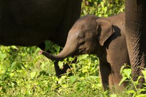 India/Western Ghats | Indian elephant calf | Prasad Natarajan | Elephant_Calf_Prasad Natarajan