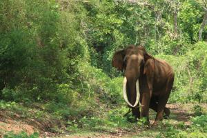 India/Western Ghats | Indian elephant calf | Ng Bishwanath Singh | Elephant_Ng_IMG_3983