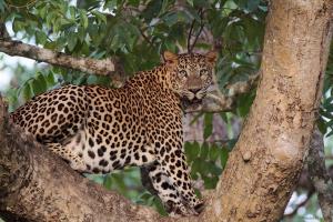 India/Western Ghats | Indian leopard | Prasad Natarajan | Leopard-Prasad Natarajan