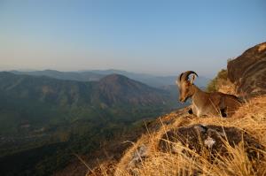 India/Western Ghats | Nilgiri tahr | Kalyan Varma | NilgiriTahr - Landscape_KalyanVarma_DSC_0585