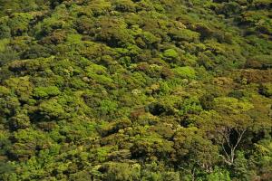 India/Western Ghats | Forest canopy | Kalyan Varma | Shola Canopy_KalyanVarma__D092773