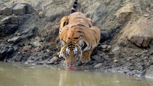 India/Nagarahole/Western Ghats | Tiger | Muthanna PM | Tiger_PM Muthanna