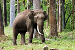 India/Bhadra/Western Ghats | Indian elephant calf | Jitendra Shankaraiah | Tusker_Jitendra_Bhadra_2015